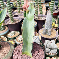 Rare Succulents - Caralluma Acutangula (8”-10”)