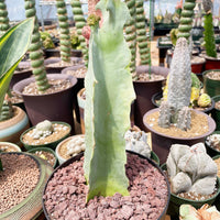 Rare Succulents - Caralluma Acutangula (8”-10”)