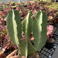 Rare Succulents - Caralluma Acutangula (8”-10”)