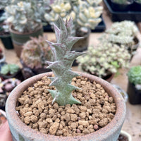 Rare Succulents - Caralluma Hesperidum Cutting (All cuttings require a minimum purchase of 2 plants)