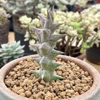 Rare Succulents - Caralluma Hesperidum Cutting (All cuttings require a minimum purchase of 2 plants)