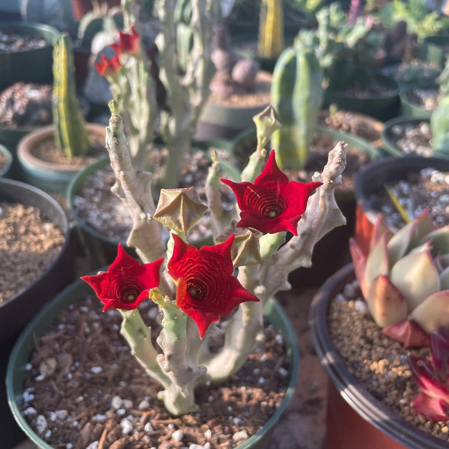 exotic succulents for sale Rare Succulents