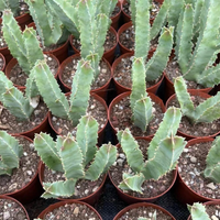 Rare Succulents - Caralluma Speciosa 8”