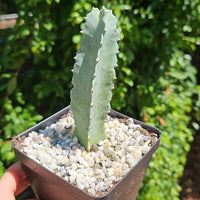 Rare Succulents - Caralluma Speciosa 8”