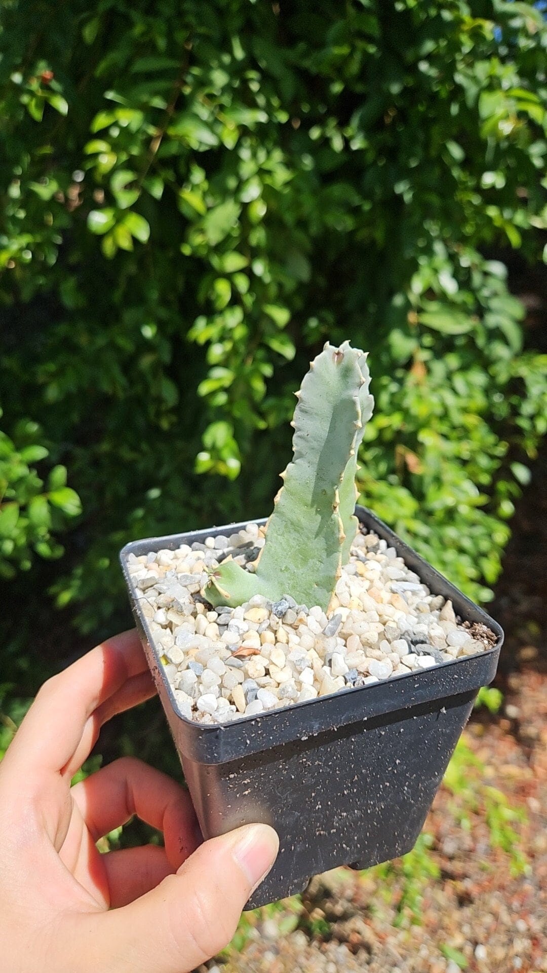 Rare Succulents