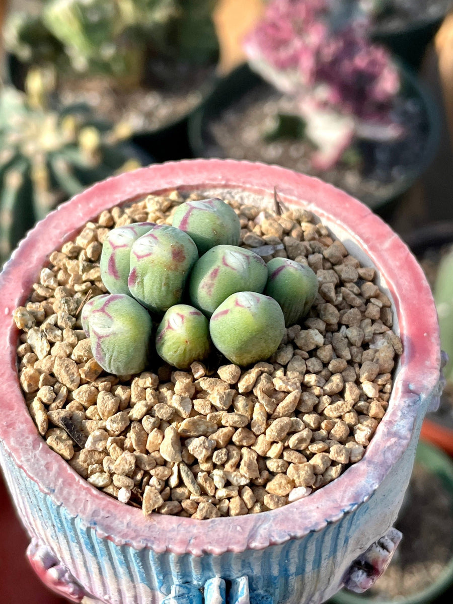 pageae succulent Rare Succulents