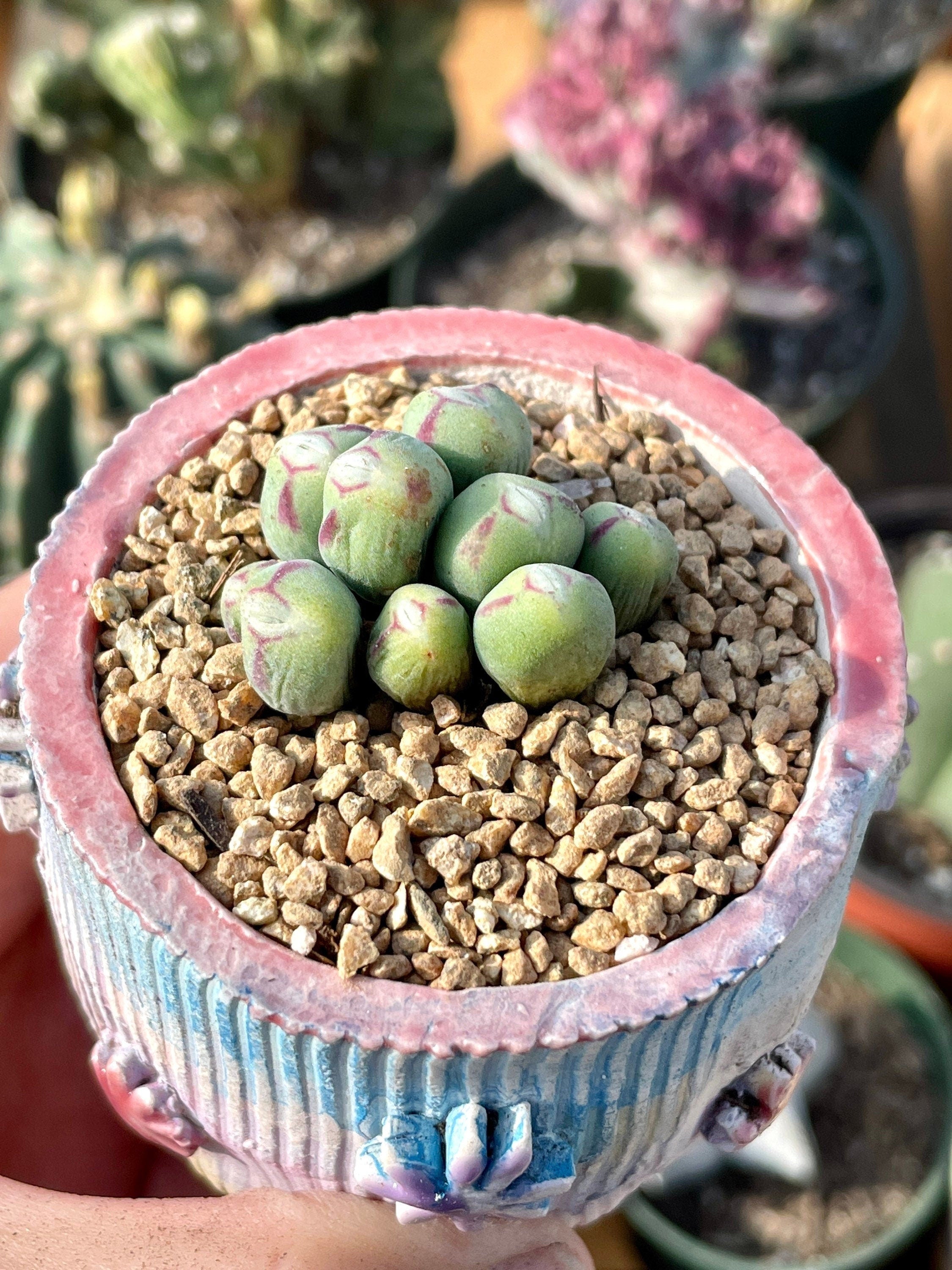 conophytum pageae a small succulent Rare Succulents