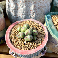 Rare Succulents - Conophytum Bilobum Cluster (15-20 heads)