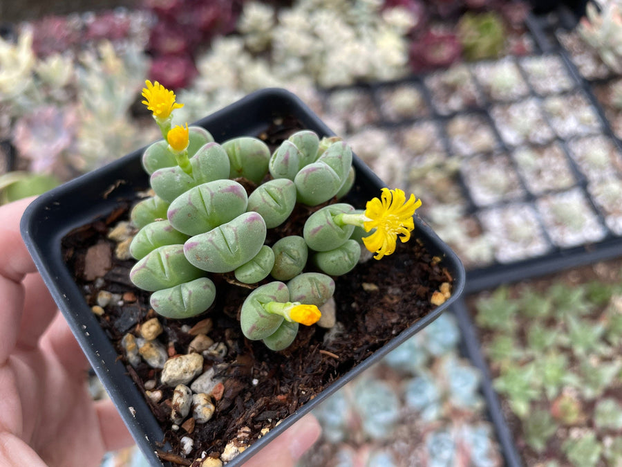 green blob succulent Rare Succulents
