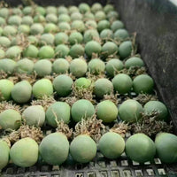 Rare Succulents - Conophytum Calculus (0.4”-0.5”)