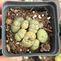Rare Succulents - Conophytum Ficiforme Small Cluster (2.5” pot)