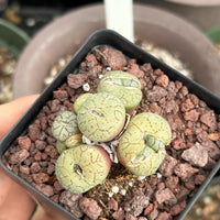 Rare Succulents - Conophytum Ficiforme Small Cluster (2.5” pot)