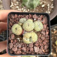 Rare Succulents - Conophytum Ficiforme Small Cluster (2.5” pot)