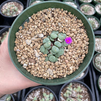 Rare Succulents - Conophytum Minutum cluster (4” pot)