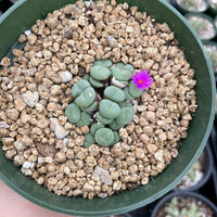 Rare Succulents - Conophytum Minutum cluster (4” pot)