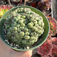 Rare Succulents - Conophytum Minutum large cluster