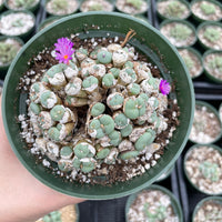 Rare Succulents - Conophytum Minutum large cluster