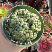Rare Succulents - Conophytum Minutum large cluster