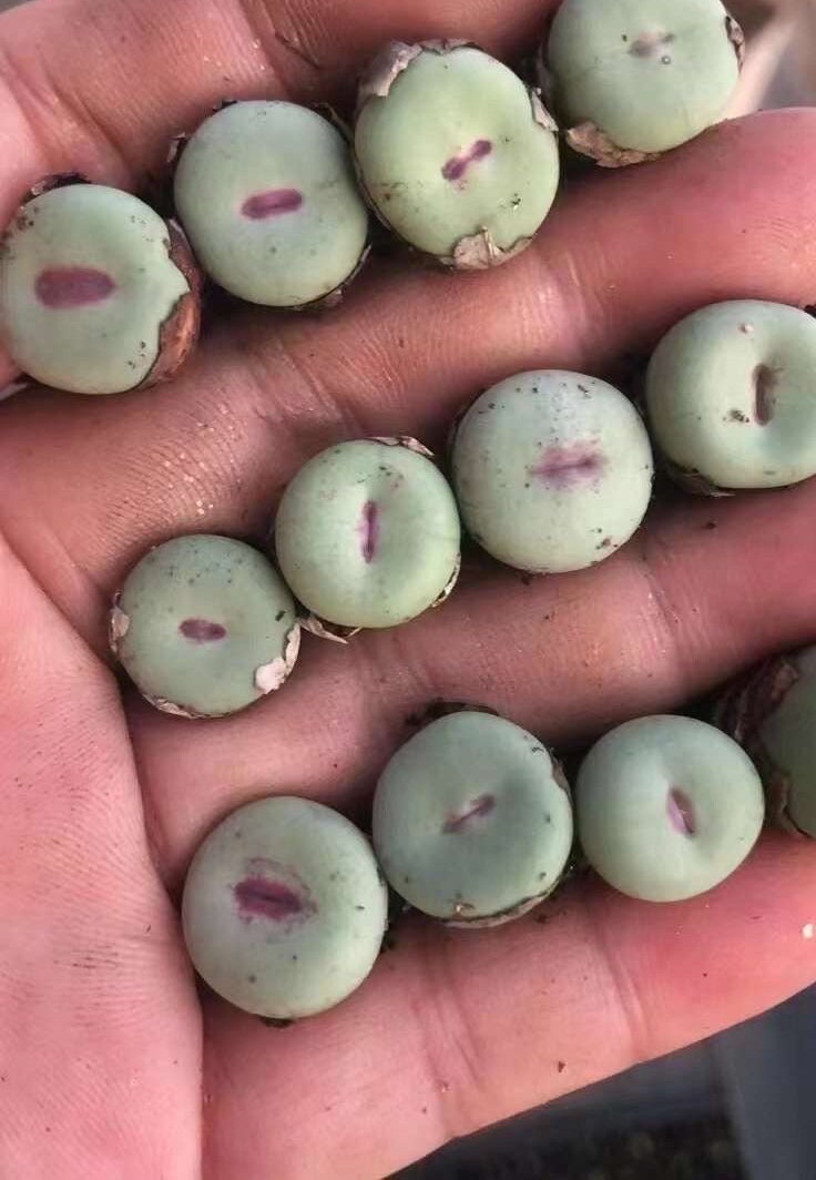 mouth succulent Rare Succulents