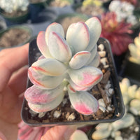 Rare Succulents - Cotyledon orbiculata Variegated 2" pot Cutting