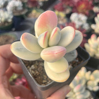 Rare Succulents - Cotyledon orbiculata Variegated 2" pot Cutting