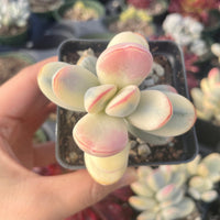 Rare Succulents - Cotyledon orbiculata Variegated 2" pot Cutting