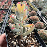Rare Succulents - Cotyledon orbiculata Variegated Long Leave