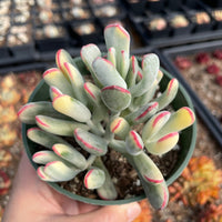 Rare Succulents - Cotyledon orbiculata Variegated Long Leave