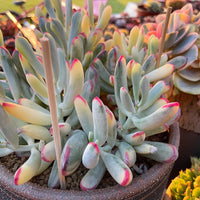 Rare Succulents - Cotyledon orbiculata Variegated Long Leave