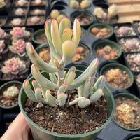 Rare Succulents - Cotyledon orbiculata Variegated Long Leave