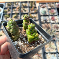 Rare Succulents - Crassula Marchandii 3 Cuttings