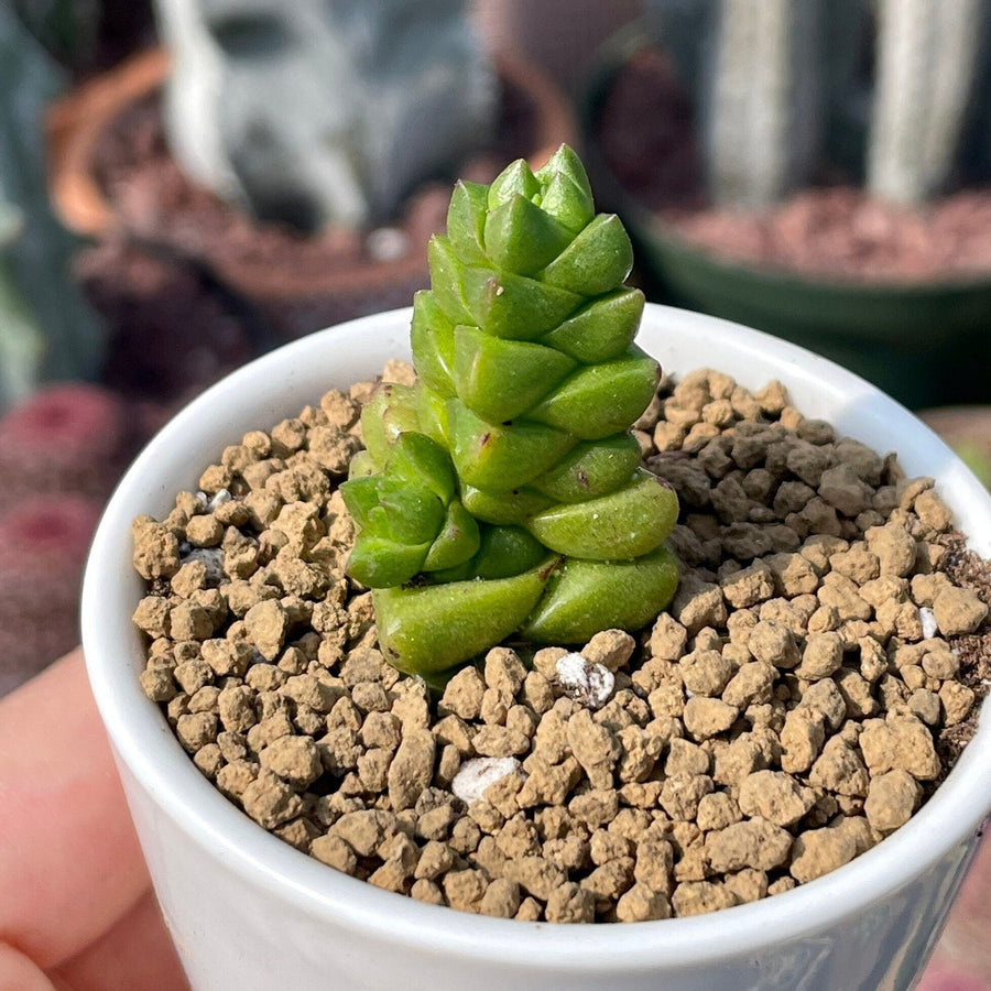 stacked succulent Rare Succulents