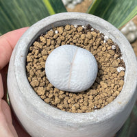 Rare Succulents - Dinteranthus Pole-Evansii, golf ball (0.4")