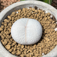 Rare Succulents - Dinteranthus Pole-Evansii, golf ball (0.4")