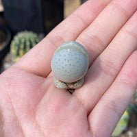 Rare Succulents - Dinteranthus Wilmotianus (0.5")