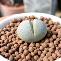 Rare Succulents - Dinteranthus Wilmotianus (0.5")