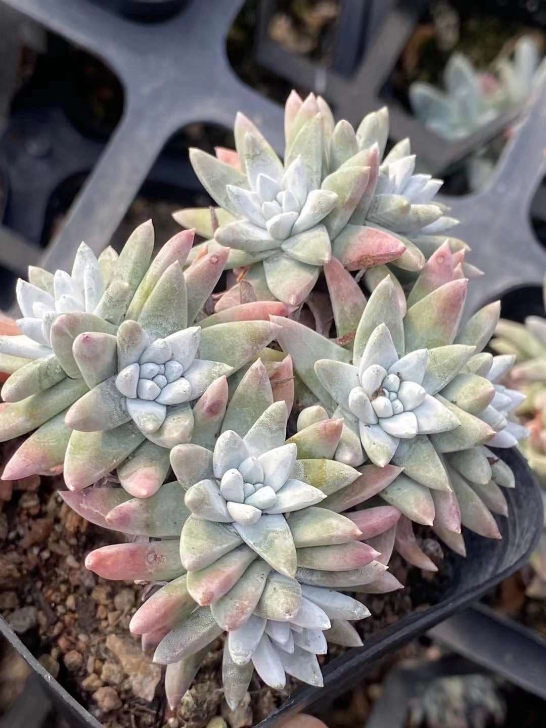 Rare Succulents - Dudleya White Gnoma Cluster (2.5”)– 1am Succulents