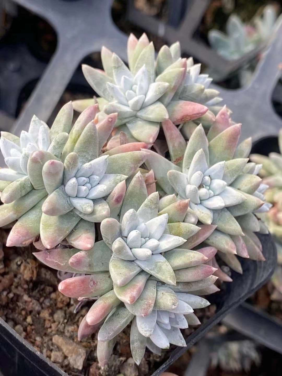 succulents white Rare Succulents