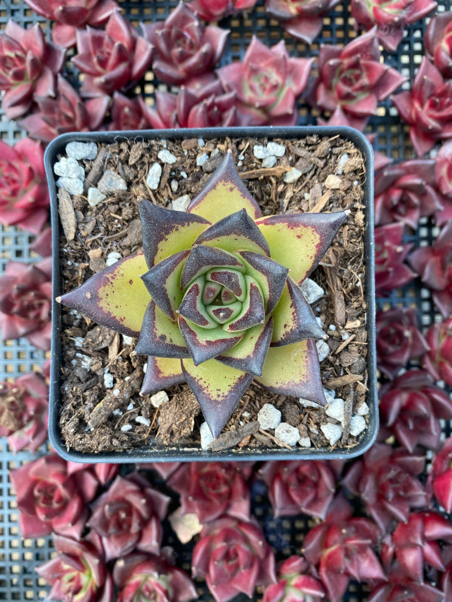 ebony succulent Rare Succulents