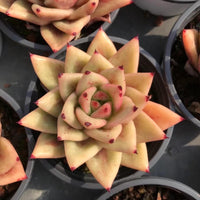 Rare Succulents - Echeveria Agavoides Ebony Maria (2.5"-3"), Live Plant