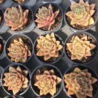 Rare Succulents - Echeveria Agavoides Ebony Maria (2.5"-3"), Live Plant