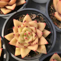 Rare Succulents - Echeveria Agavoides Ebony Maria (2.5"-3"), Live Plant