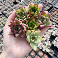 Rare Succulents - Echeveria Agavoides Hybrid mini Combo (6 Pcs set)