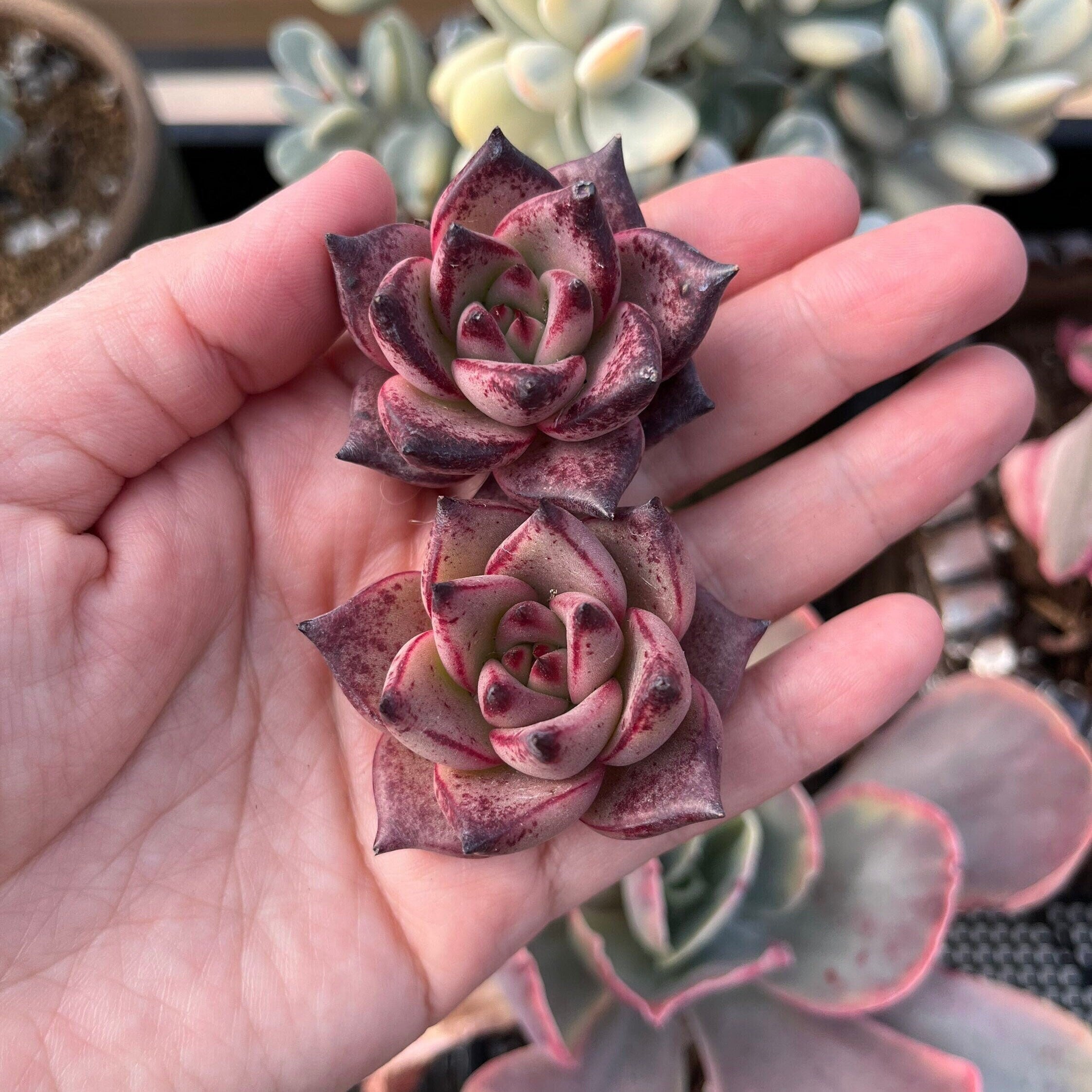 small rose like succulent Rare Succulents