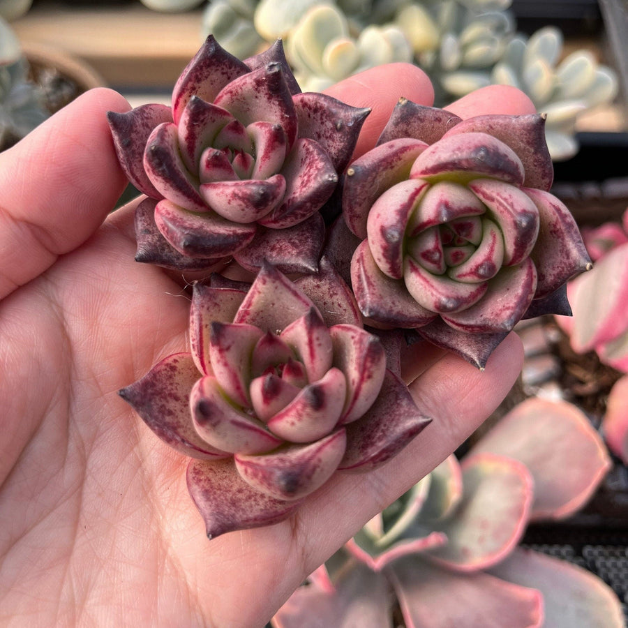rare echeveria succulents Rare Succulents