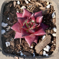 Rare Succulents - Echeveria Agavoides Rubin mini