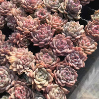Rare Succulents - Echeveria Amazing Grace