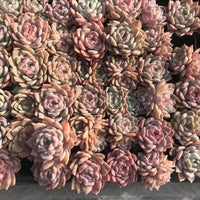 Rare Succulents - Echeveria Amazing Grace