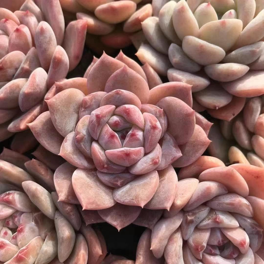 most expensive succulent Rare Succulents