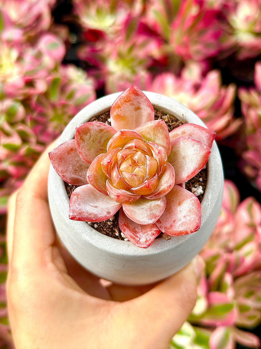 Rare Succulents